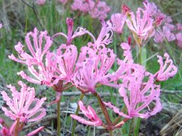 Nerine humilis dark tepal lines